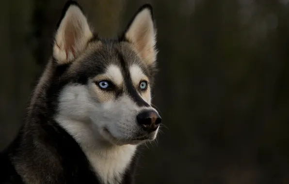 Picture eyes, look, dog, ears, husky