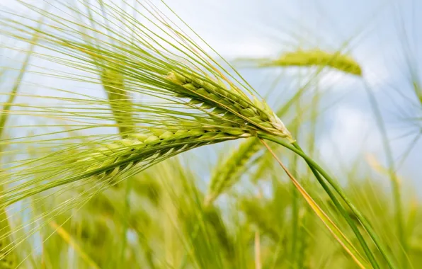 Picture wheat, field, Ear