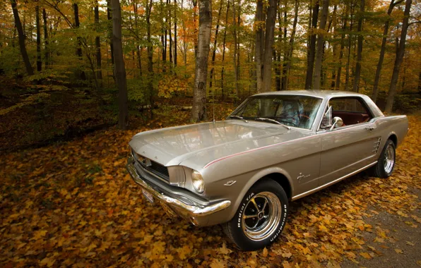 Picture road, autumn, 1966 Ford Mustang