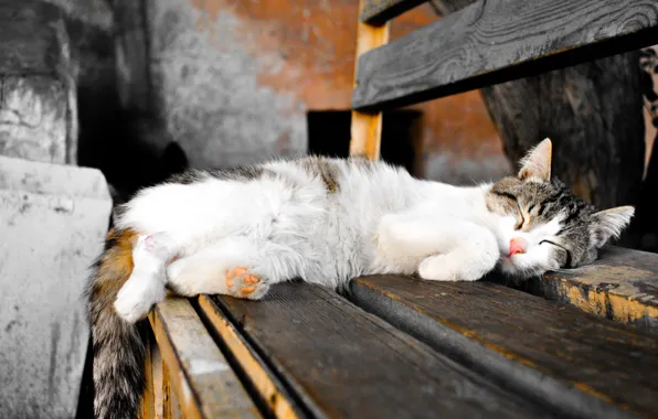 Picture cat, sleep, color photo, black and white, bench, filters, раскрашено