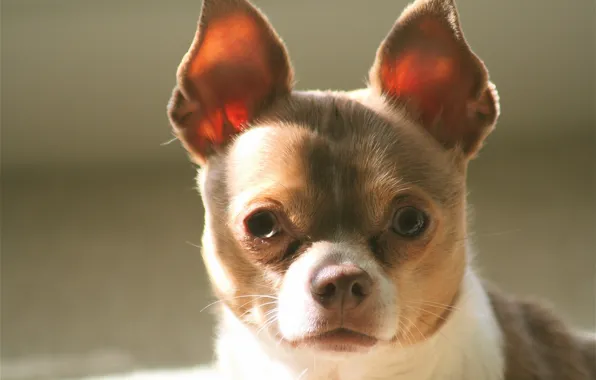 Picture look, dog, ears, face, Chihuahua