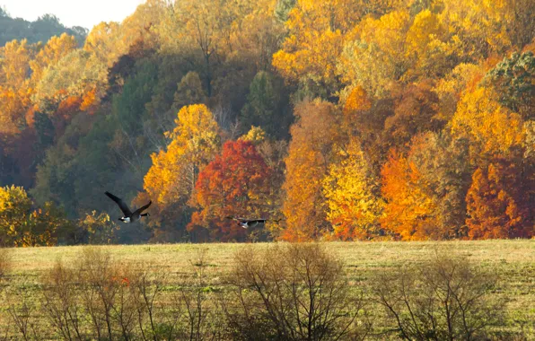 Picture field, autumn, forest, the sky, birds, geese
