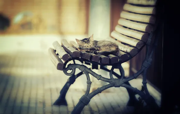 Picture cat, light, heat, sleeping, shop, kitty, Kotecha
