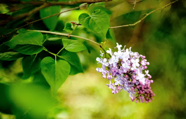 Picture macro, flowers, branch, spring, lilac