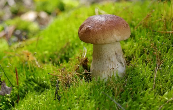 Picture mushroom, moss, Borovik