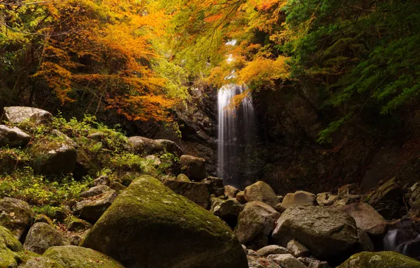 Picture autumn, forest, leaves, trees, rock, stones, waterfall, moss, yellow