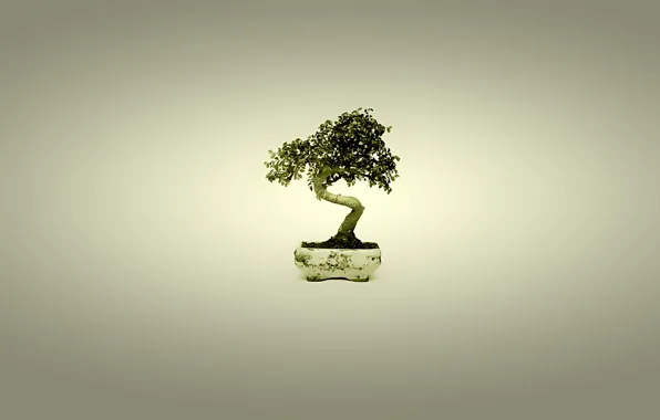 Picture tree, Japan, bonsai, minimalism