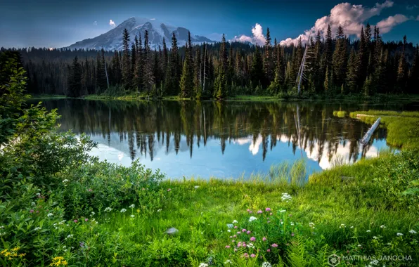 Picture forest, summer, flowers, lake, mountain, Washington, USA, state, Rainier, stratovolcano