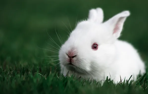 Picture rabbit, rabbit, white rabbit