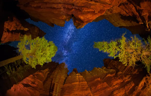 Picture the sky, stars, trees, night, rocks, USA, the milky way, Utah, National Park Bryce Canyon