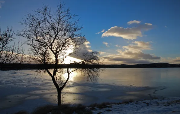 Picture ice, winter, the sun, sunset, lake, tree, cloud