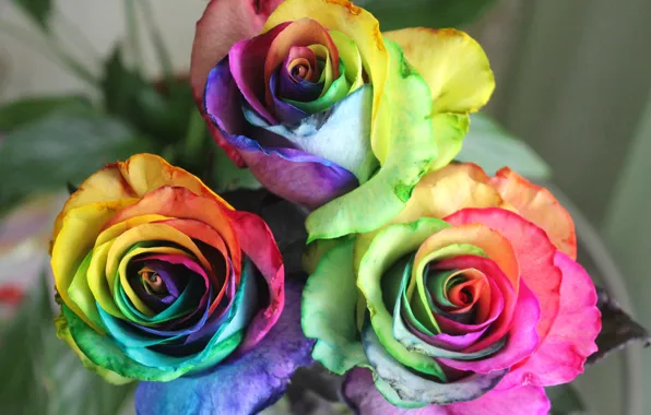 Picture flowers, mood, roses, rainbow, day, green