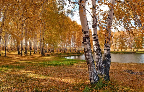 Picture autumn, trees, pond, Park, birch, the lake.