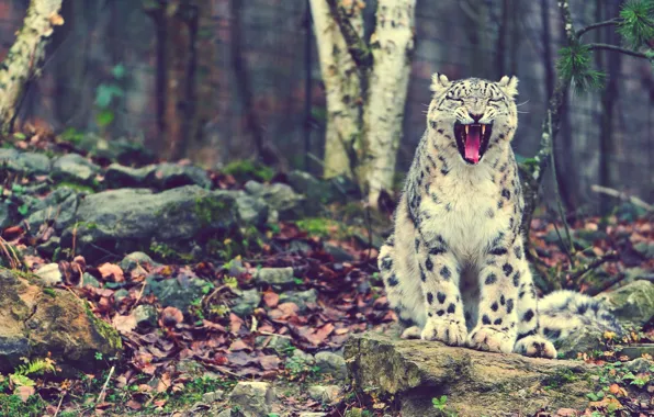 Picture IRBIS, snow leopard, snow leopard, cat, looking, sitting, mom, rock download