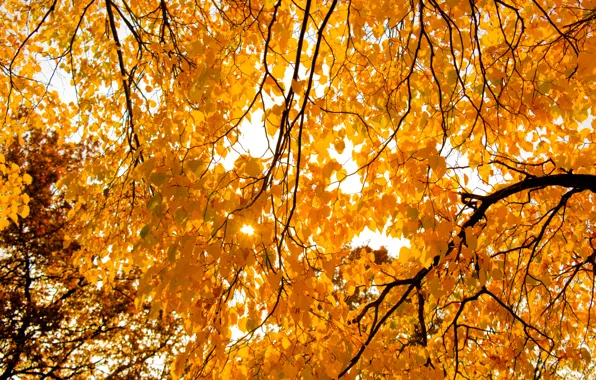 Picture Light, Tree, Sun, Autumn, Leaves, Bright, Shining, Sunray