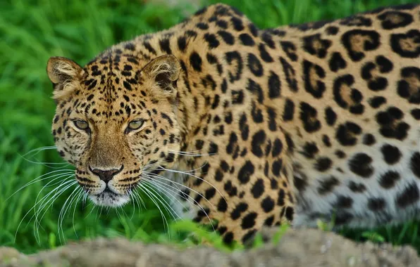 Picture face, leopard, is, leopard, looks