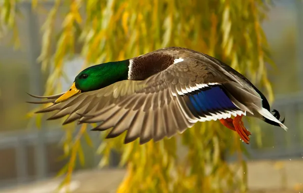 Picture flight, feathers, duck