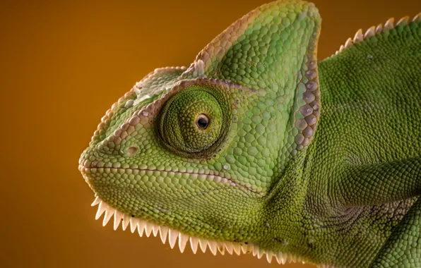 Picture face, interest, chameleon, green, lizard, eyes, beauty, lizard, reptile, chameleon, lizard, reptile