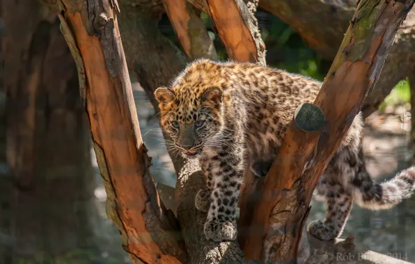 Picture tree, predator, spot, leopard, cub, wild cat