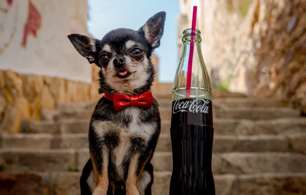 Picture butterfly, bottle, dog, ladder, steps, Chihuahua, Coca-Cola, doggie, dog