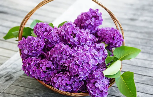 Picture flowers, lilac, spring, purple, basket, lilac