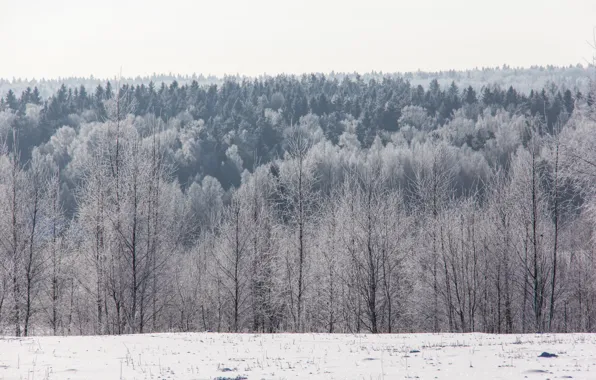 Picture winter, frost, forest, snow, trees, horizon, frost, Sunny, cold