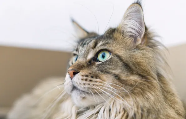 Picture cat, cat, look, Maine Coon