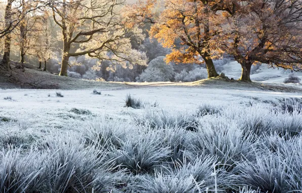 Picture frost, autumn, grass