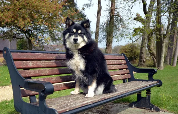 Picture each, dog, bench