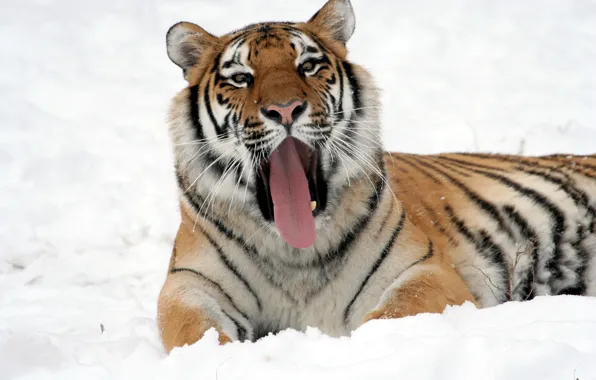 Picture language, cat, snow, tiger, yawns, Amur