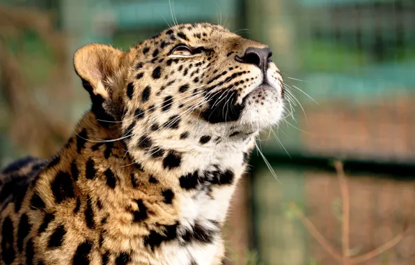 Picture Leopard, head, daydreaming