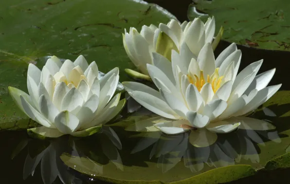Picture white, water, macro, petals, trio, water lilies, Nymphaeum