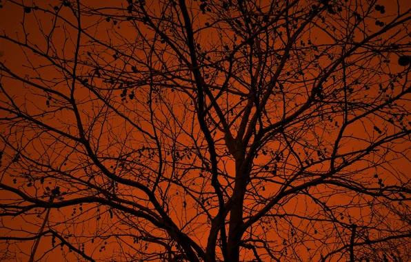 Picture the sky, branches, tree, silhouette, glow