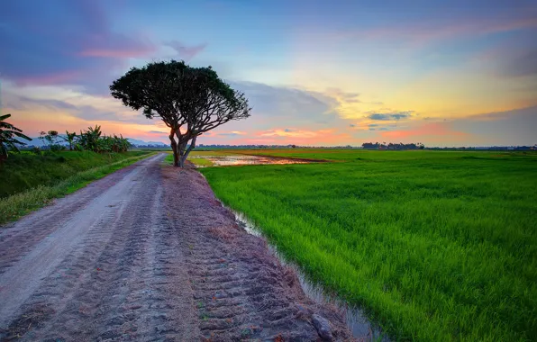 Picture road, field, the sky, clouds, tree