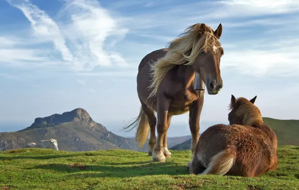 Picture the sky, grass, mountains, horse