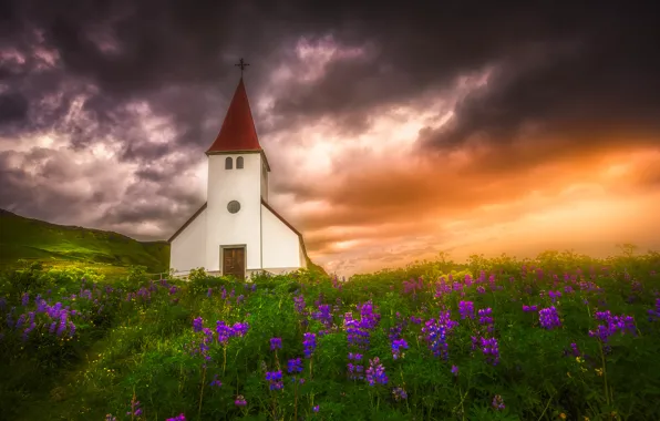 Picture sunset, flowers, meadow, Church, Iceland, Iceland, lupins, Vic, Vik in Myrdal