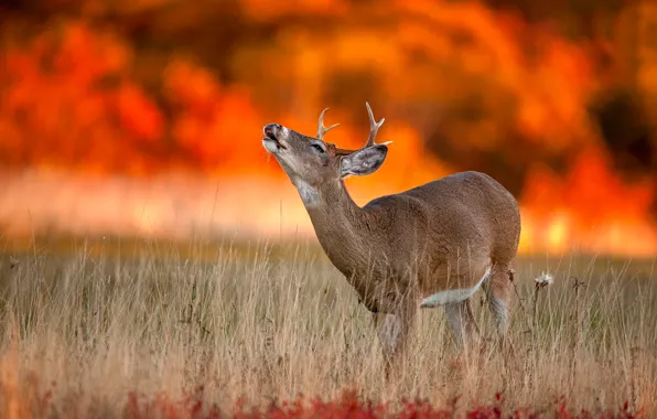 Picture autumn, deer, wildlife, Autumn Fire
