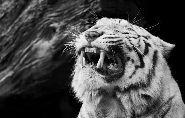 Picture face, anger, black and white, rage, fangs, grin, white tiger