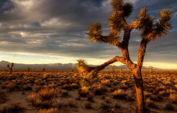Picture nature, desert, the evening
