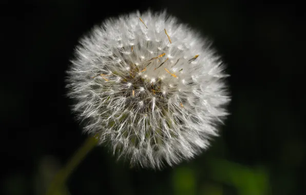Picture macro, dandelion, seeds