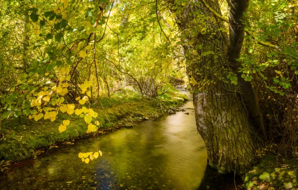 Picture autumn, forest, leaves, trees, river, stream