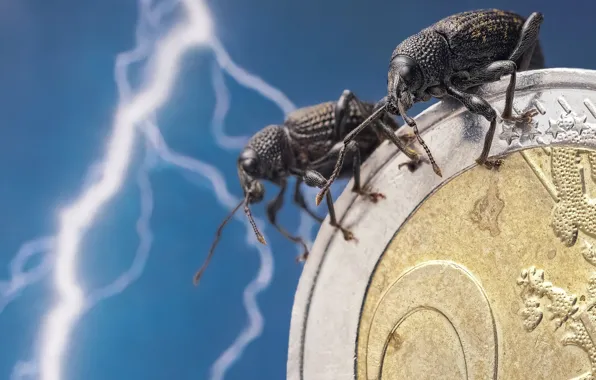 Picture macro, insects, lightning, bugs, Euro, a couple, coin, money, Skosarev a single, Weevils