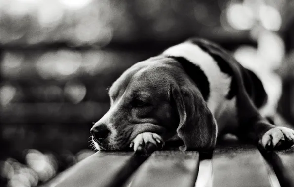 Picture sadness, bench, photo, background, each, Wallpaper, white, dog, nose, black, muzzle, dog, lies, picture, wallpapers