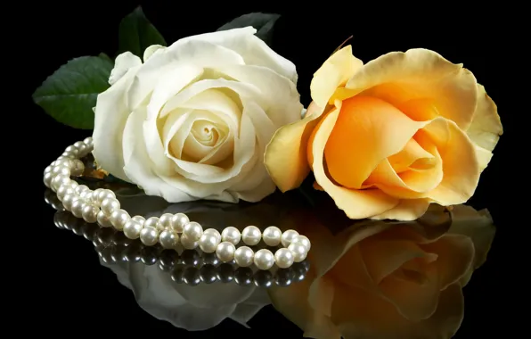 Picture white, flowers, yellow, background, black, roses, pearl, a couple