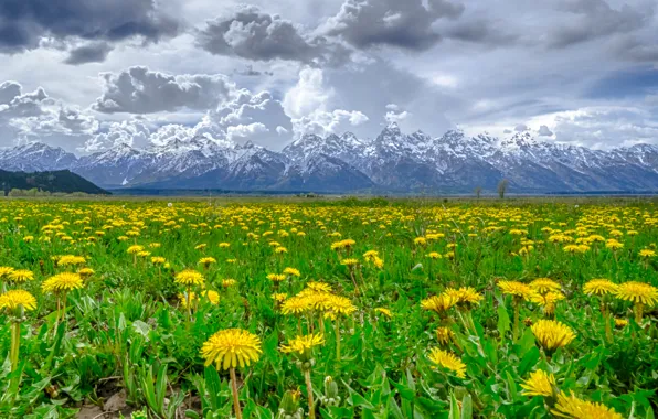 Picture snow, flowers, mountains, clouds, dandelion, meadow