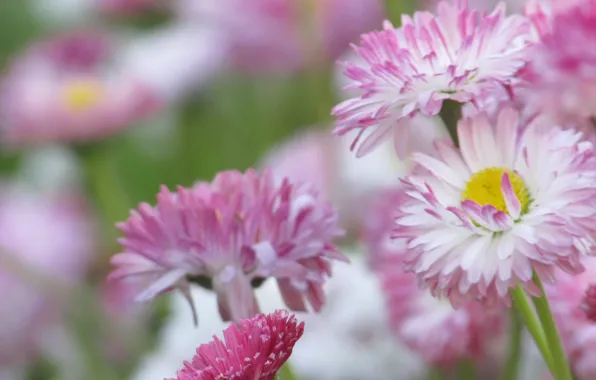 Picture pink, Flowers, flower, pink, flowers, Daisy