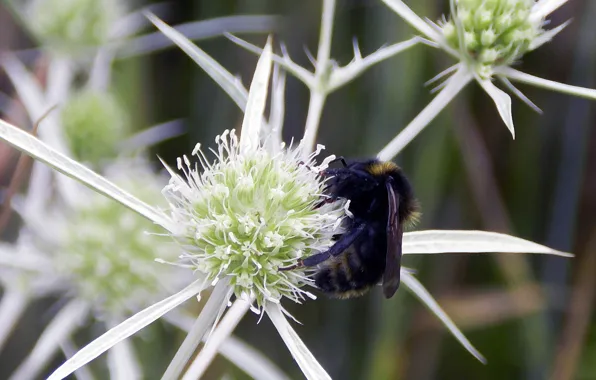 Picture Bumblebee, pollinating, on rastenii