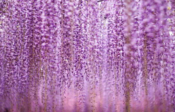 Picture purple, flowers, flowers, violet