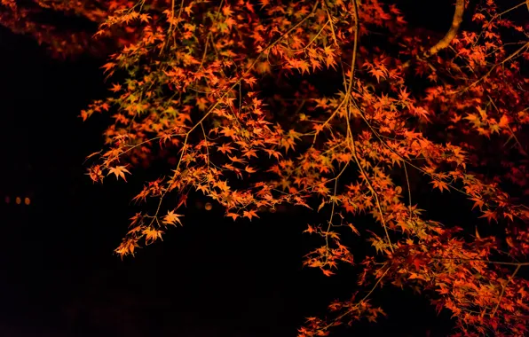 Picture autumn, leaves, night, tree