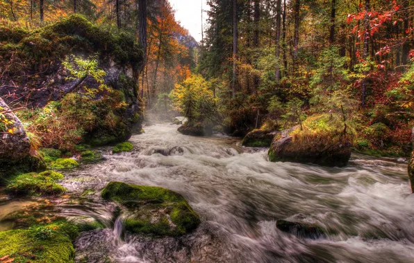 Picture autumn, forest, trees, river, stones, moss, stream